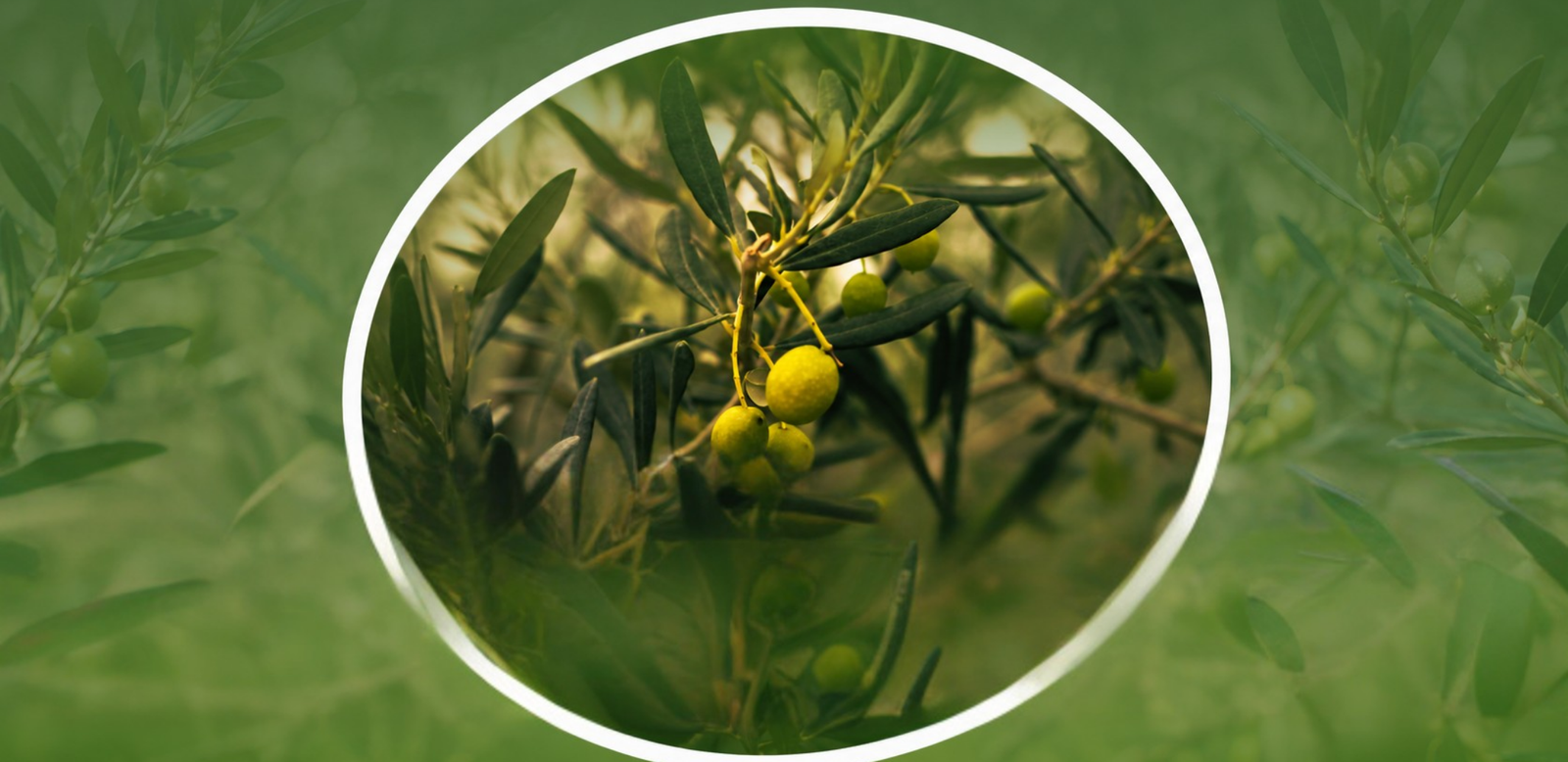 Extra Virgin Olive Oil Supplier in India